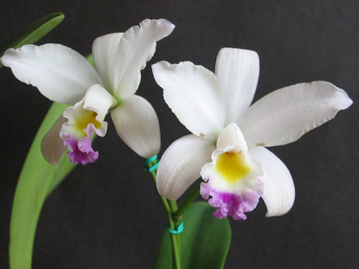 Blc. Pirika Song