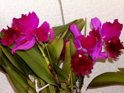 Blc. Prince Yuuto 'Kinbara No.1'