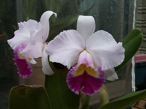 Blc. Satomi 'Yosooi'