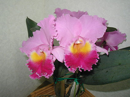 Blc. Triumphal Coronation 'Vi-Fall in Love'