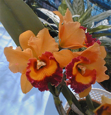 Blc. Waikiki Sunset 'Brightest Orange'