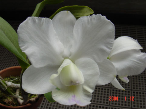 C. Angelwalker 'Easter Great'