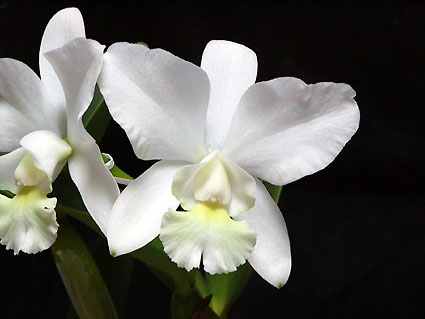 C. Cherry Song 'White'