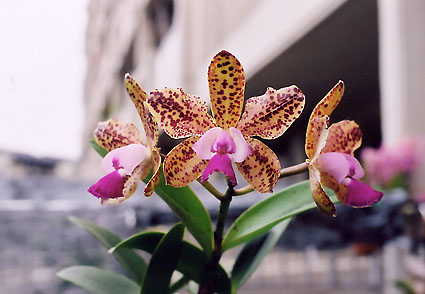 C. Green Emerald 'Queen'