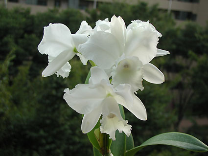希望の花 10_1db0ea22-ca07-4f73-825a-