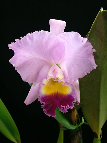 C. Horace 'Maxima'