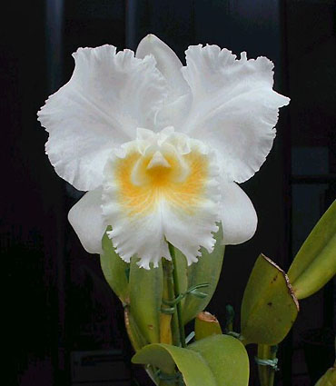 C. Lynn Spencer 'Pearl'