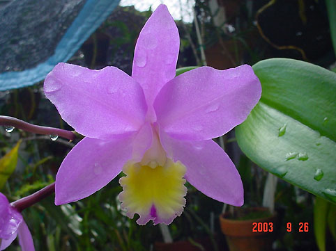 C. Miyuki 'Abe'