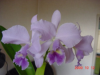 C. Sapphire Takatsu