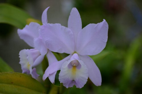 C. Sea Breeze 'Blue Ribon'