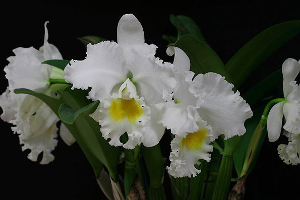 C. Snow Field 'Omoni'