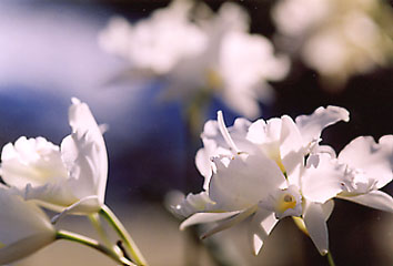 Lc. Dubescens 'White Star'