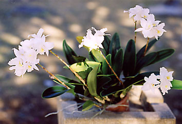 Lc. Dubescens 'White Star'