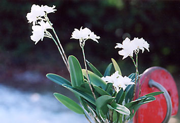 Lc. Dubescens 'White Star'