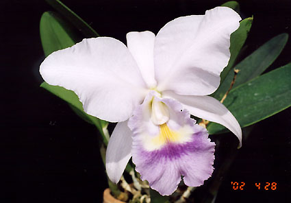 C. Yukiko Furuyama coerulea