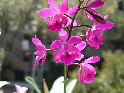Epc. Hawaiian Rose