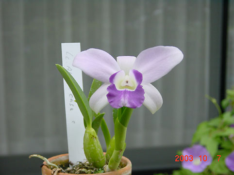 Lc. Aloha Case coerulea