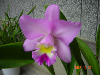 Lc. Angel Love 'Pinky'