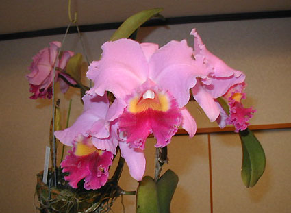 Lc. Antonetta Mahan 'Waka'