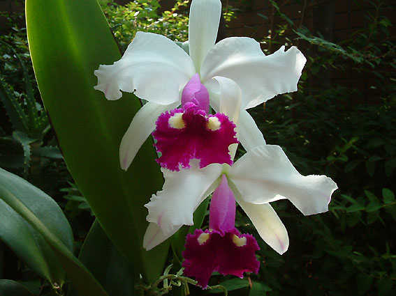 Lc. Blanchette 'Reginae'