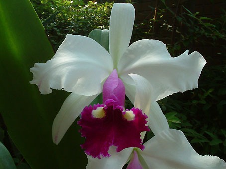 Lc. Blanchette 'Reginae'