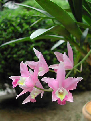 Lc. Bowri-Albida 'Pink Lady'