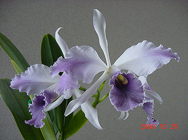 Lc. C. G. Roebling 'Blue Magic'