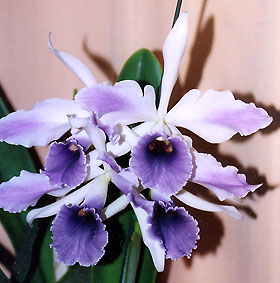 �E�[��������� Lc. C.G. Roebling 'Blue Indigo' AM/AOS