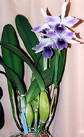 �E�[��������� Lc. C.G. Roebling 'Blue Indigo' AM/AOS