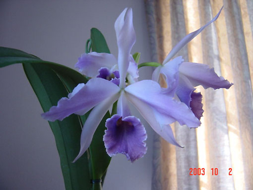 Lc. C G Roebling 'Blue Indigo'