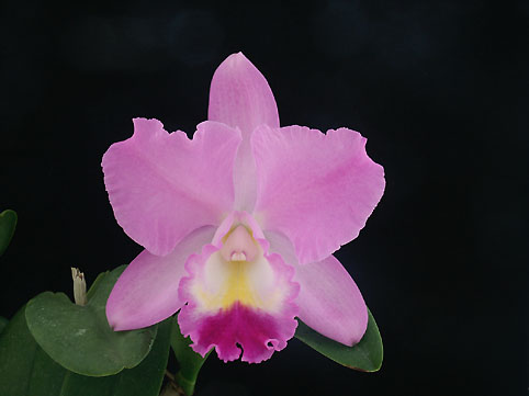 Lc. Candy Triumph 'Happy Field' BM/JOGA