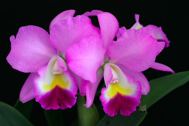 Lc. Candy Triumph 'Happy Field' BM/JOGA