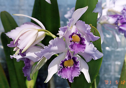 Lc. Canhamiana coerulea 'Cobalt'