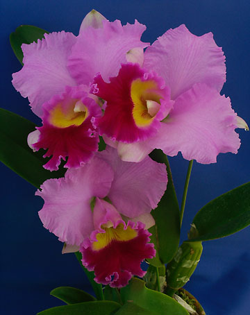 Lc. Charley Nagata 'Fuji' AM/JOS