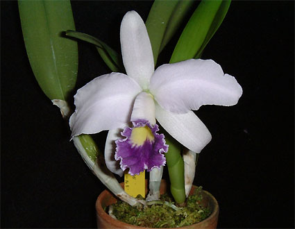 Lc. Cornelia coerulea 'Happy Field'