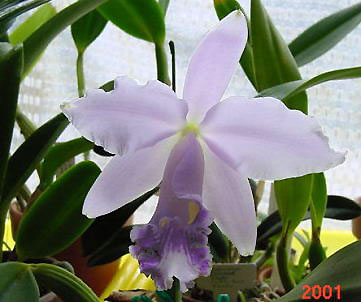 Lc. Cornelia coerulea 'Flolalia'