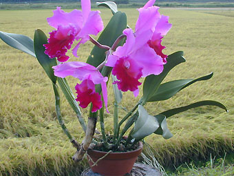 Blc. Deep Autumn