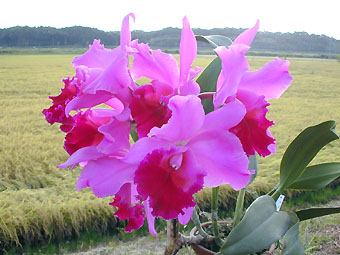 Blc. Deep Autumn