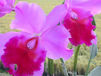 Blc. Deep Autumn