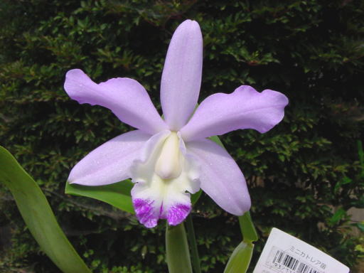 Lc. Exotic Smile