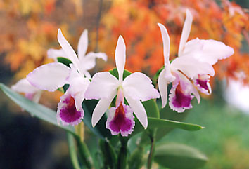 C. jenmanii