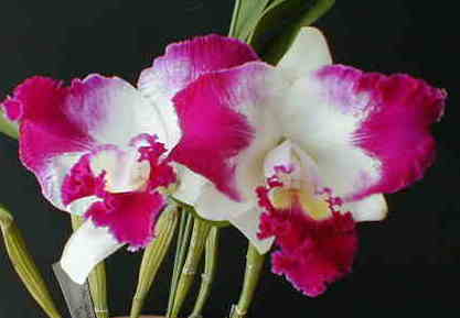 Lc. Gila Wilderness 'Takara Sienne'