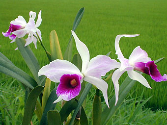 L. purpurata var. semi-alba