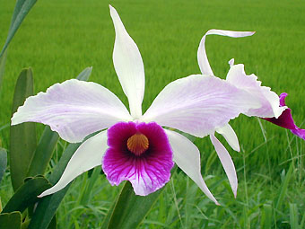 L. purpurata var. semi-alba