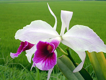 L. purpurata var. semi-alba