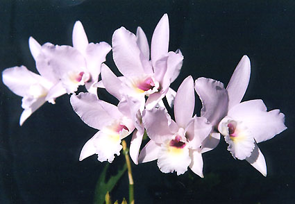 Lc. Happy Essence '4116'