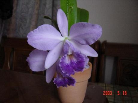 Lc. Hiroshima Melody 'Blue Lagoon'