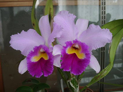 Lc. Irene Finney 'Spring Bounty'