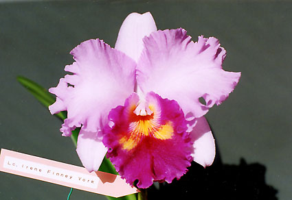 Lc. Irene Finney 'York'