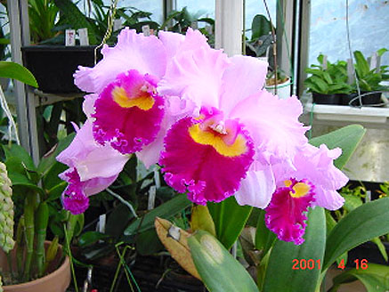 Lc. Irene Finney 'York'